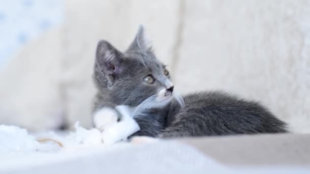 Carino gattino grigio e bianco chiude gli occhi e si addormenta sul divano. Cat dorme sul letto di casa. Bambini animali divertenti. Amore per gli animali. Stile di vita di piccoli gatti. — Video Stock