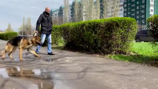 Mannen i skyddsmask rastar en hund på gatan i stan. Fritid med husdjur under karantänen. Gå med tyska herden i frisk luft. Självisolering och skydd. Stor ras hane i nosen. — Stockvideo