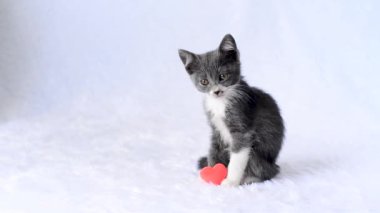 Günümüz için kedi yavrusu. Genç, ciddi, gri bir kedi, beyaz arka planda yumuşak peluş bir kalple oturur ve bakar. Sevgililer Günü 'ne sevgilerimle. Sevimli küçük evcil hayvan. Komik hayvan çocuklar. Boşluğu kopyala.