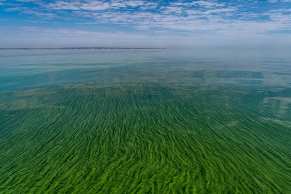 Watervervuiling door bloeiende blauwgroene algen - Cyanobacteriën is een wereldwijd milieuprobleem. Waterlichamen, rivieren en meren met schadelijke algenbloei. Ecologisch concept van vervuilde natuur. Rechtenvrije Stockfoto's