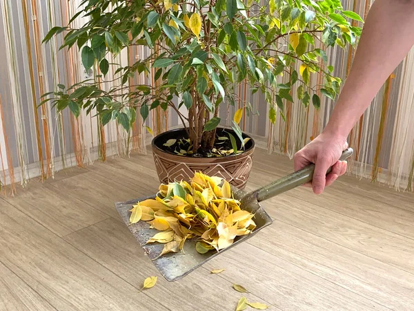 Sebuah ficus besar dari Benjamin. Miskin perawatan bunga dalam ruangan. Sebuah tanaman domestik dengan daun berwarna kuning tumbang. Stok Gambar
