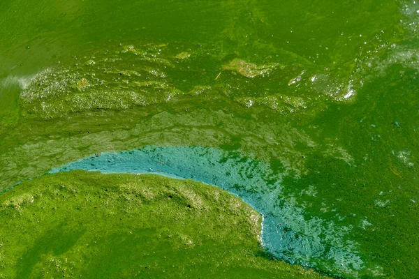 Çiçek açan mavi-yeşil algler ile su kirliliği - siyanobakteri dünya çevresel sorunudur. Su vücutları, nehirler ve zararlı alg çiçekleri olan göller. Kirlenmiş doğa ekolojisi kavramı.