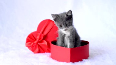 Tatil hediyesi olarak bir kedi yavrusu. Genç gri bir kedi, beyaz arka planda kırmızı kalp şeklinde bir hediye kutusunda oturur. Sevgililer Günü için bir hediye. Küçük sevimli bir evcil hayvan. Komik hayvan çocuklar..