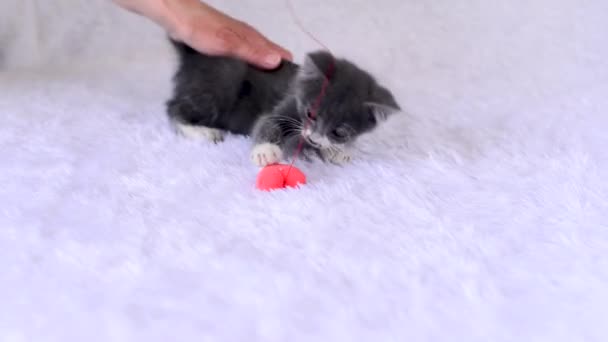 Pequeno gatinho cinza está deitado na cama na colcha. Hostess acaricia-lo com a mão e brinca com ele com brinquedo, coração macio de pelúcia na corda no fundo branco. Home jogos de gatos no Dia dos Namorados. — Vídeo de Stock