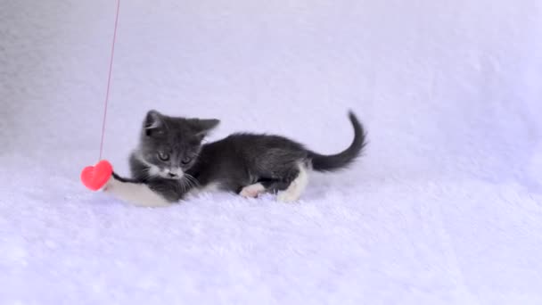 El gatito pequeño gris-blanco se divierte jugando con el juguete - el corazón suave de felpa en la cuerda sobre el fondo blanco. Juegos caseros de gatos el día de San Valentín. Lindos animales de bebé juguetones. El estilo de vida de las mascotas. — Vídeo de stock