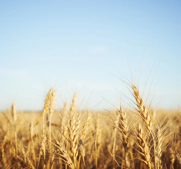 Campo de trigo — Fotografia de Stock