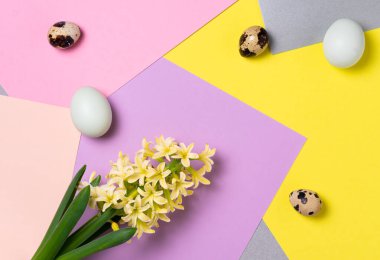 Paskalya tavuğu, bıldırcın yumurtası ve sümbül çiçeği renkli blokların arka planında. Yaratıcı