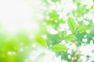 Soyut bulanık yeşil arkaplanda yeşil izin.