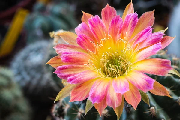 Fioritura Fiore Multicolore Lobivia Cactus — Foto Stock