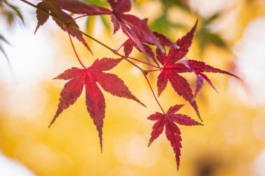 Sarı arka planda kırmızı akçaağaç yaprakları