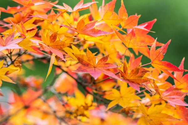 Red, yellow and orange maple leaves on green background in Japan.