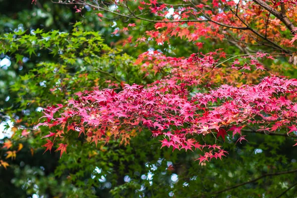 Красный Клен Листья Зеленых Листьях Размытый Фон Японии — стоковое фото