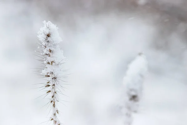 Sluiten Van Sneeuw Vallen Riet Gras Witte Wazig Achtergrond — Stockfoto