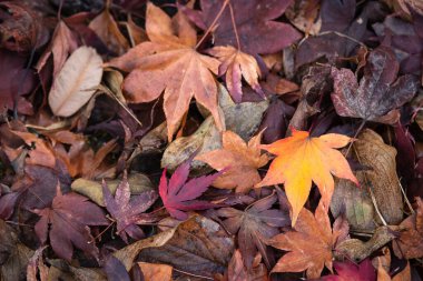Japonya 'da kırmızı, sarı ve turuncu akçaağaç yaprakları arka planda.