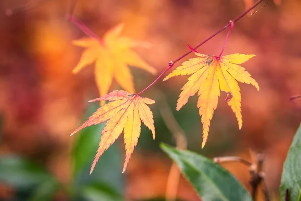Red Yellow Orange Maple Leaves Red Background Japan — Stock Photo, Image
