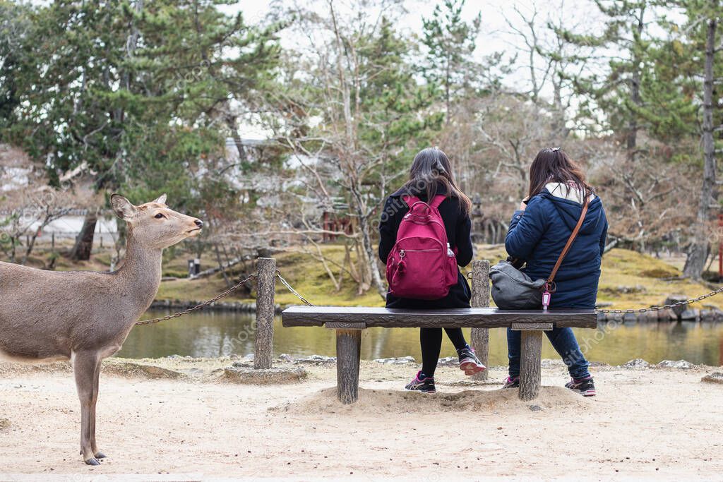 Two young woman travel to Todaiji temple at Nara wild deer in a public park of Nara, Japan.