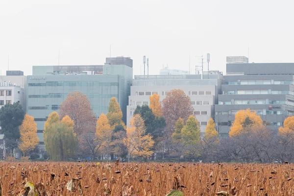 Tokyo Japan Dec7 2018 Żółty Liść Klonu Biurowcem Jesienią Widok — Zdjęcie stockowe