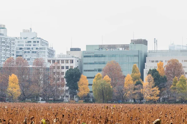 2018年12月7日 オフィスビルのある紅葉 東京都上野公園からの眺め — ストック写真