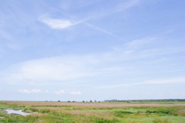 yeşil tarla ve mavi gökyüzü