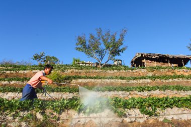 Fang İlçesi, chaingmai, Tayland - 23 Ocak 2013: adam çilek sulama alanı