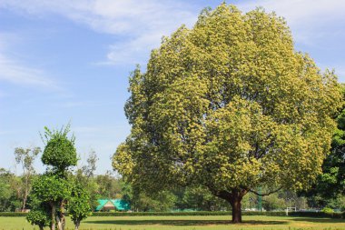 büyük ağaç alanıyla yeşil yaz