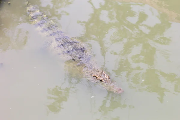 Krokodil mit Kopf über Wasser — Stockfoto