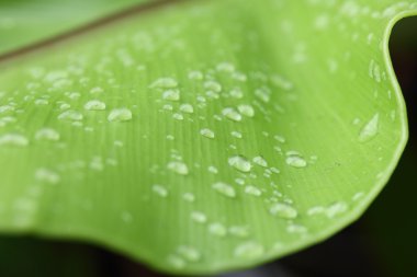 Yeşil yaprak ve su damlaları