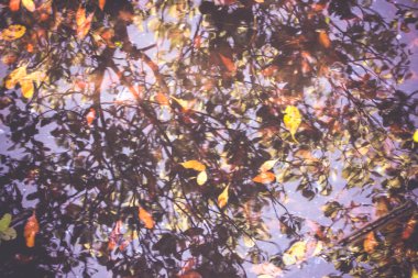 Vintage ağaçlar yansıma su. Surf üzerinde sonbahar yaprakları