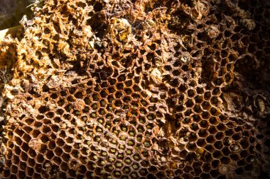 yüksek karşıtlık arı dolu med yakın kadar peteğin