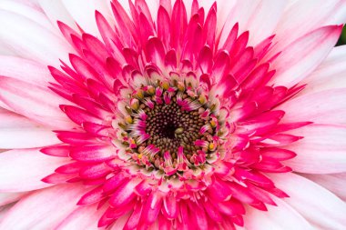 Beyaz ve pembe Gerbera yakın çekim