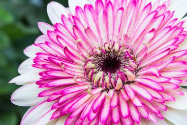Orage ve sarı gerbera arka plan bulanıklık