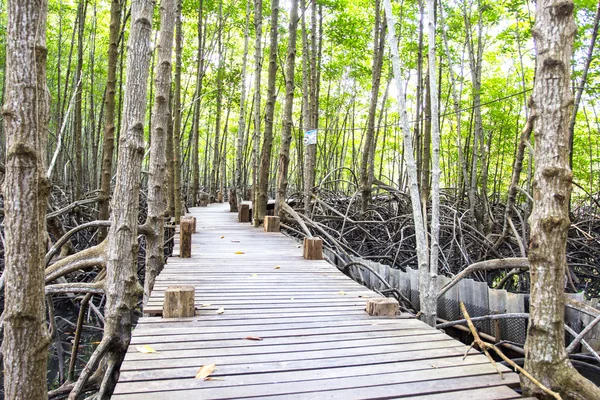 Ponte de madeira na natureza perto da floresta de mangue — Fotografia de Stock