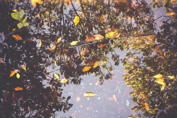 Vintage of trees reflection in water. Autumn leaves on the surfa — Stock Photo, Image