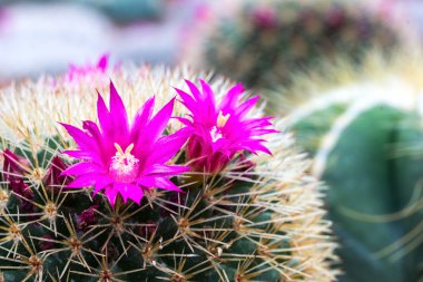 pembe kaktüs çiçeği