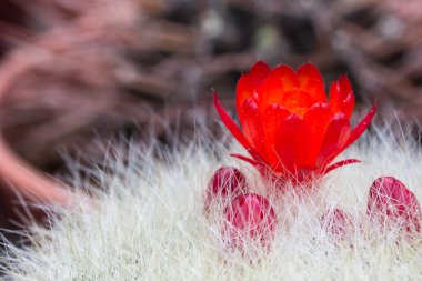 Kırmızı kaktüs çiçeği