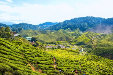 Cameron Highland, Malezya - Feb8, 2015: Turizm seyahat çay pla