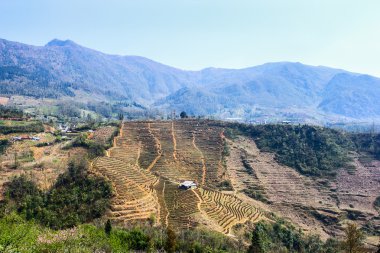 Paddy alanları, Teraslı kültür, Sapa, Vietnam