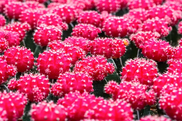 stock image Red cactus pattern background and texture