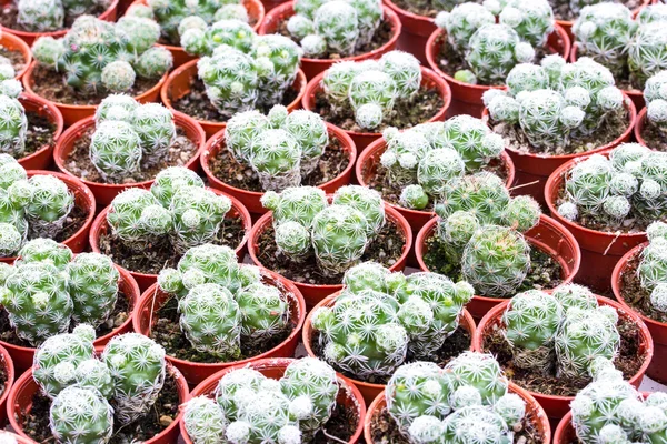 Cactus patroon achtergrond en textuur — Stockfoto