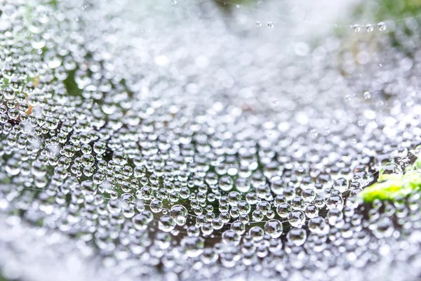 Cobweb in dew drops background and texture. Selection focus.