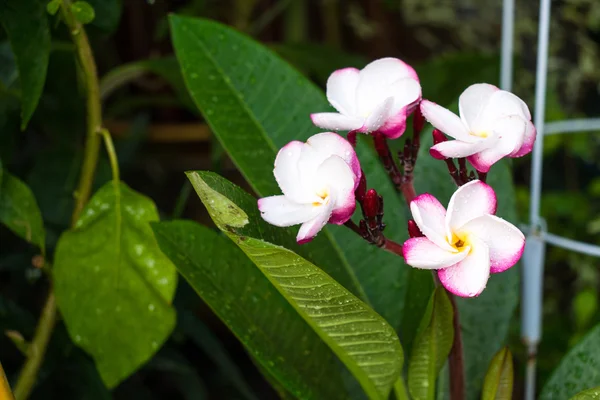 Färgglada frangipani blombukett — Stockfoto