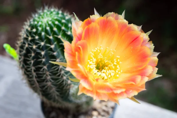 Canlı turuncu ve sarı kaktüs çiçeği yeşil bir saksıda çiçek açıyor..