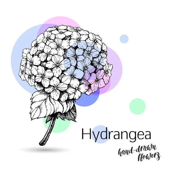 Μονόχρωμη hydrangea ανθίζει — Διανυσματικό Αρχείο
