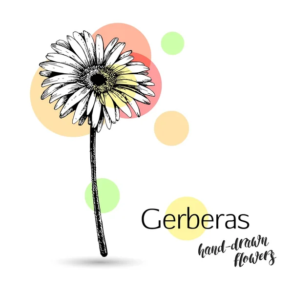 Fleur de gerbera monochrome — Image vectorielle