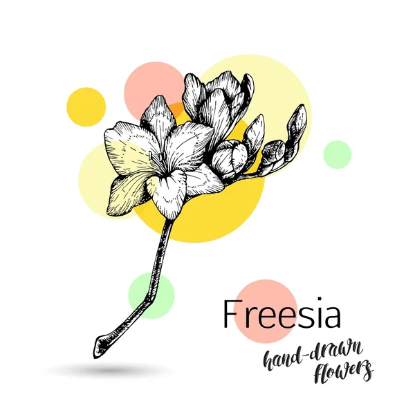 Flores freesia monocromáticas —  Vetores de Stock
