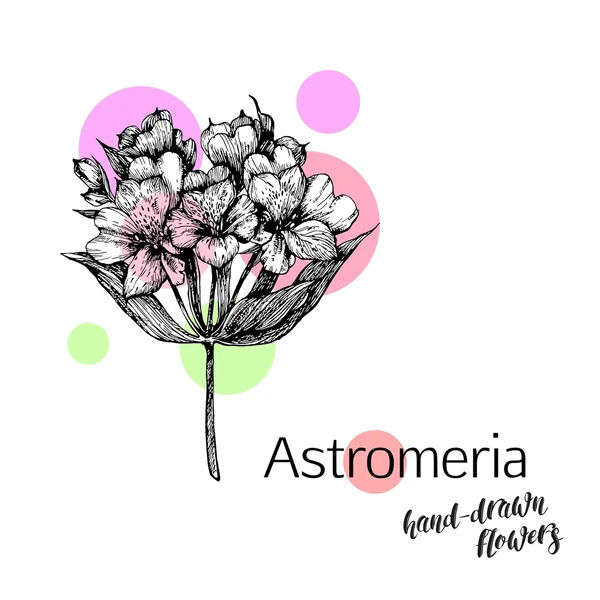 Monokrom astromeria blommor — Stock vektor