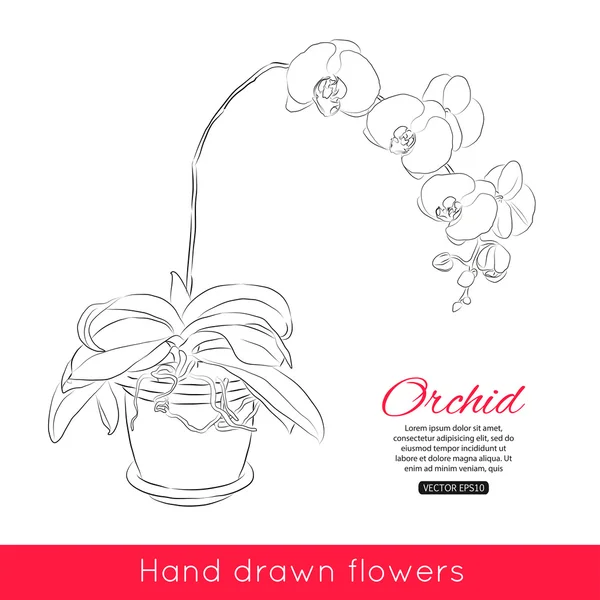 Hand getekend orchid achtergrond — Stockvector