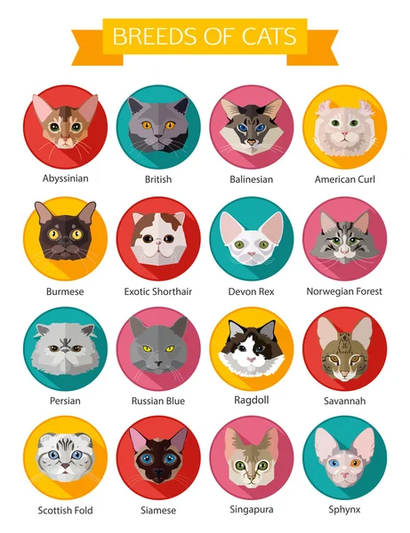 Razas de gatos iconos — Archivo Imágenes Vectoriales