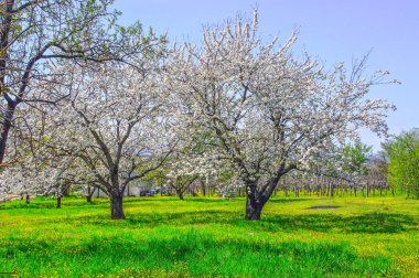 Kiraz çiçekleri, Mercedes Arjantin şehri.