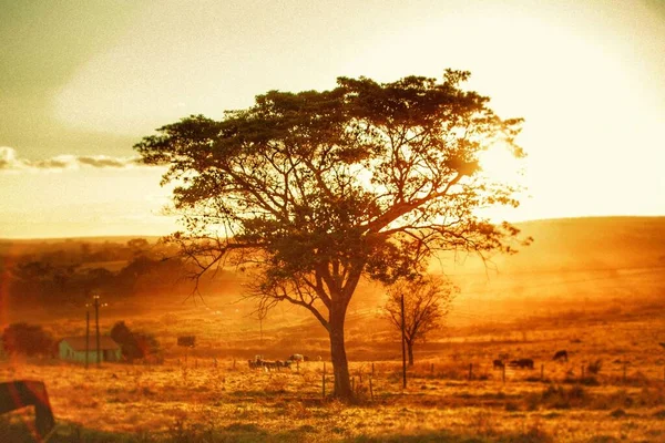 Zona Rural General Paz Crdoba Argentina Atardecer — Stock fotografie